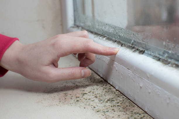 Mold Removal for HVAC Installations in Norlina, NC